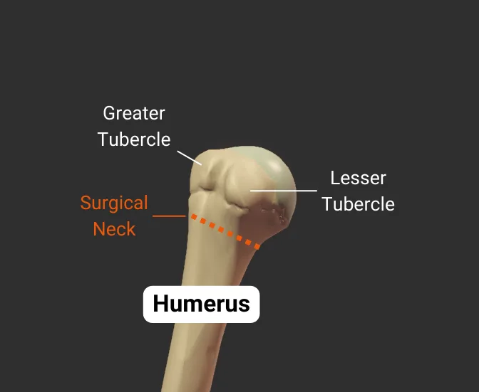 Surgical Neck - anterior - isolated